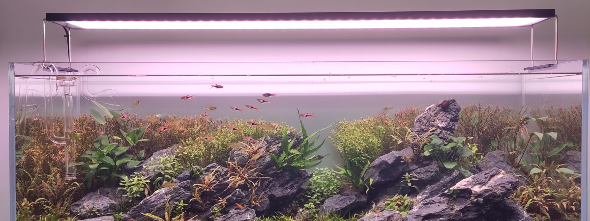 aquarium Brazilian highland