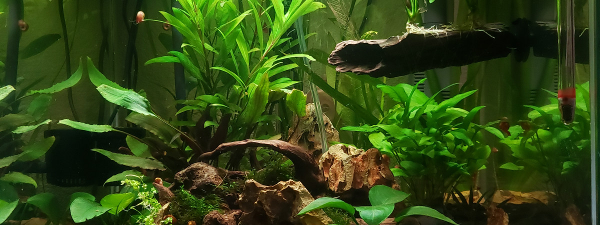 aquarium Aquatlantis KUBUS 54L