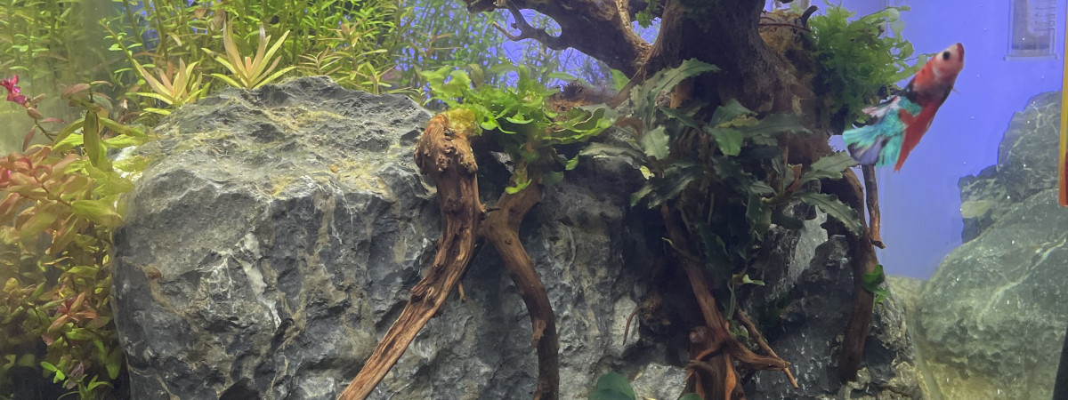 aquarium Aquascape