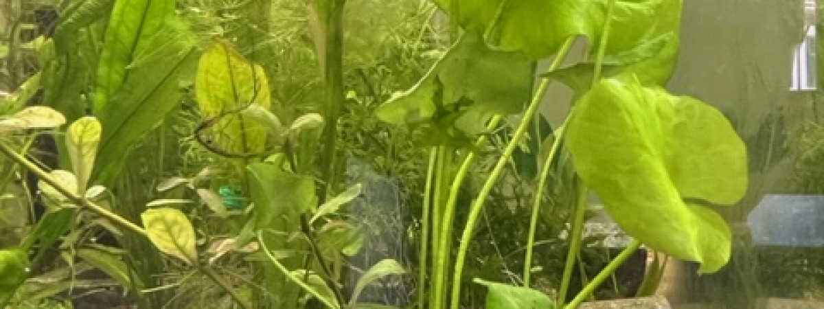 aquarium Plantation