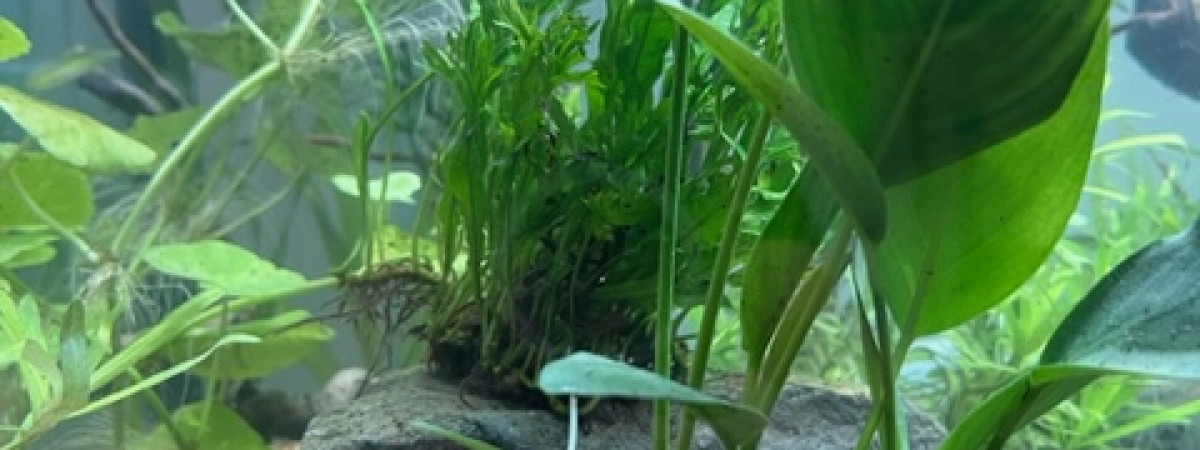 aquarium Nero