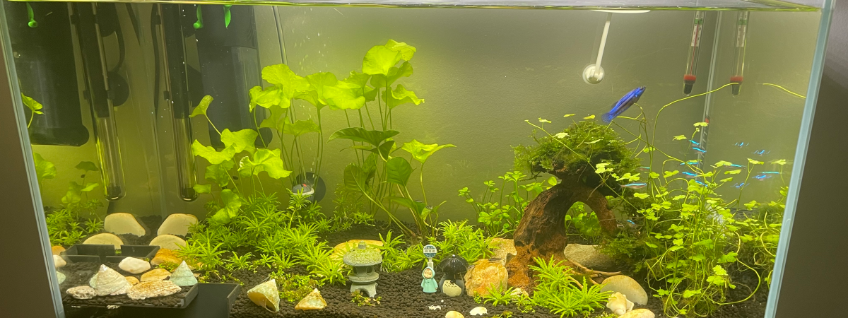 aquarium 60L Amazonien Asiatique