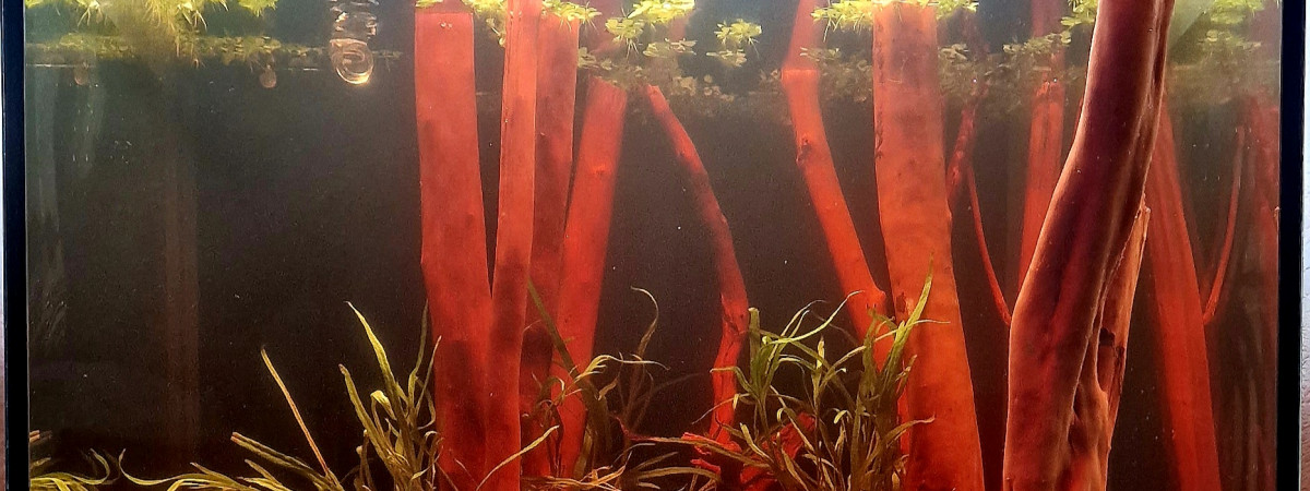aquarium Nature Amazonienne