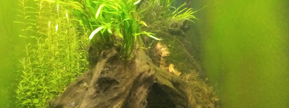 aquarium 250l amazonien
