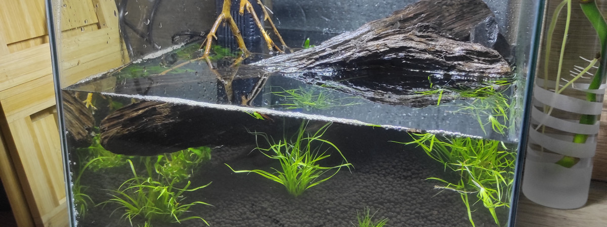 aquarium Crevezz