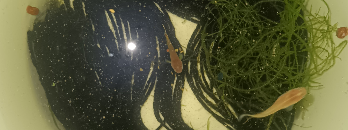aquarium Seau 001 02 Male Aphyosemion Striatum Ncolamvan GEMHS 00-33