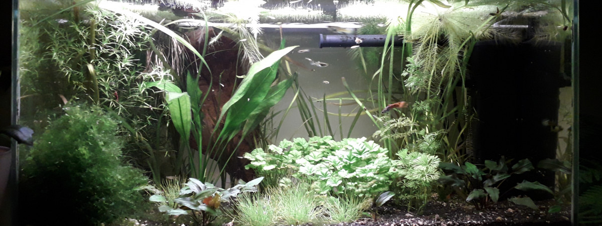aquarium Endler