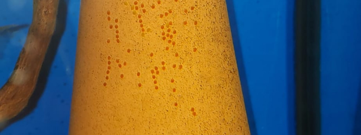 aquarium Aquarium de repro