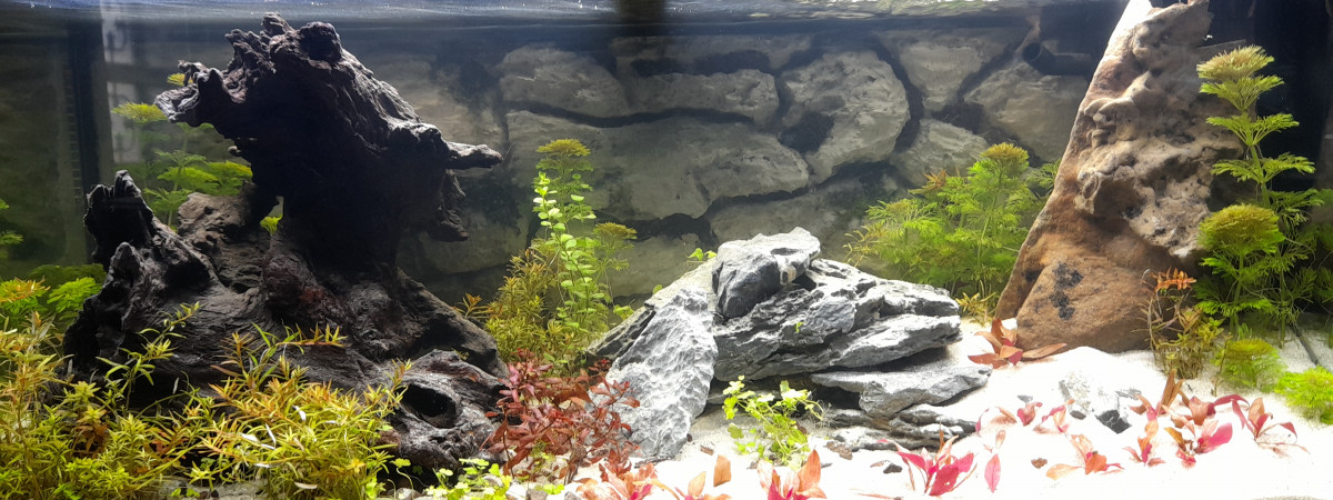 aquarium Gricourt