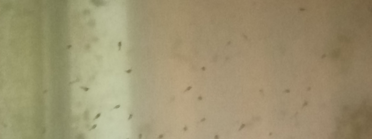 aquarium reproduction