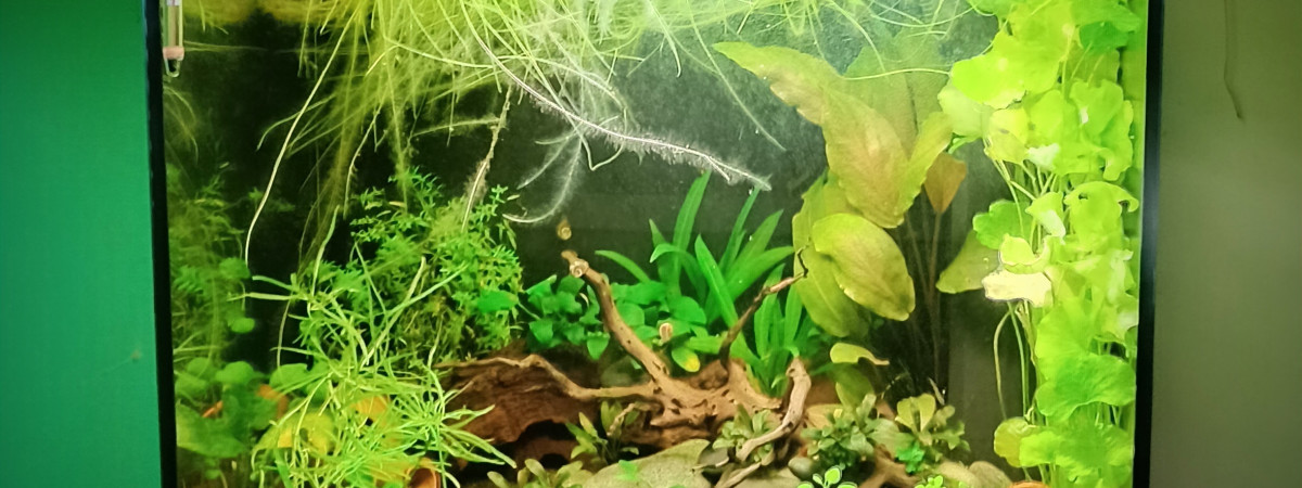 aquarium Black River