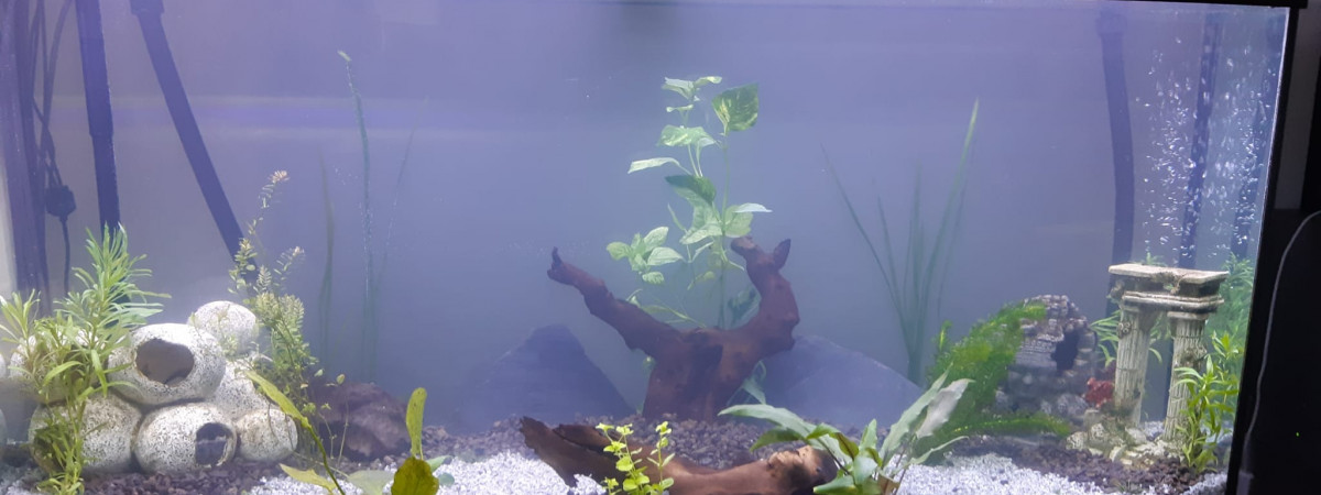 aquarium Juwel 260L