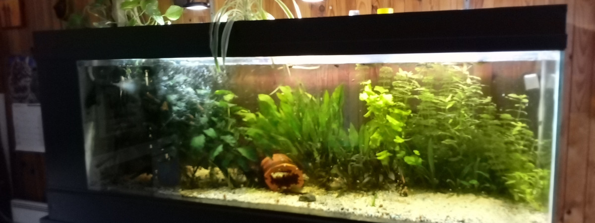 aquarium amazone