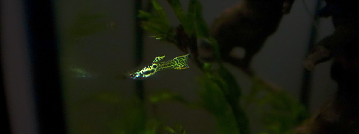 aquarium Berge de  rivière asiatique