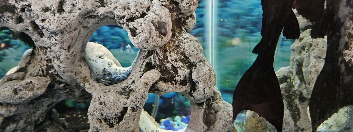 aquarium Blue