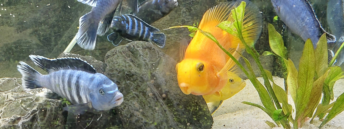 aquarium mon aquarium