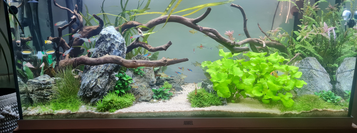 aquarium Aqua 1