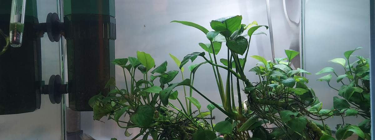 aquarium Bac d élevage
