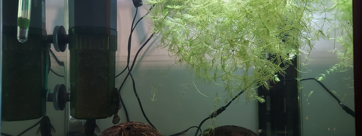 aquarium Bac d élevage
