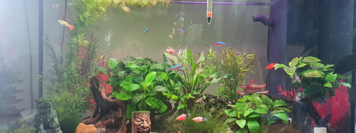 aquarium Family TJ