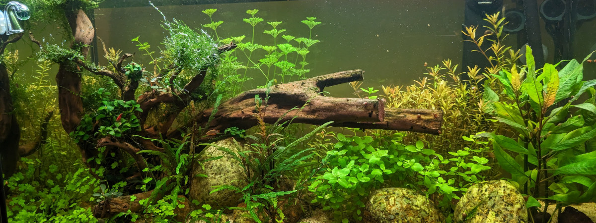 aquarium Rio 125l