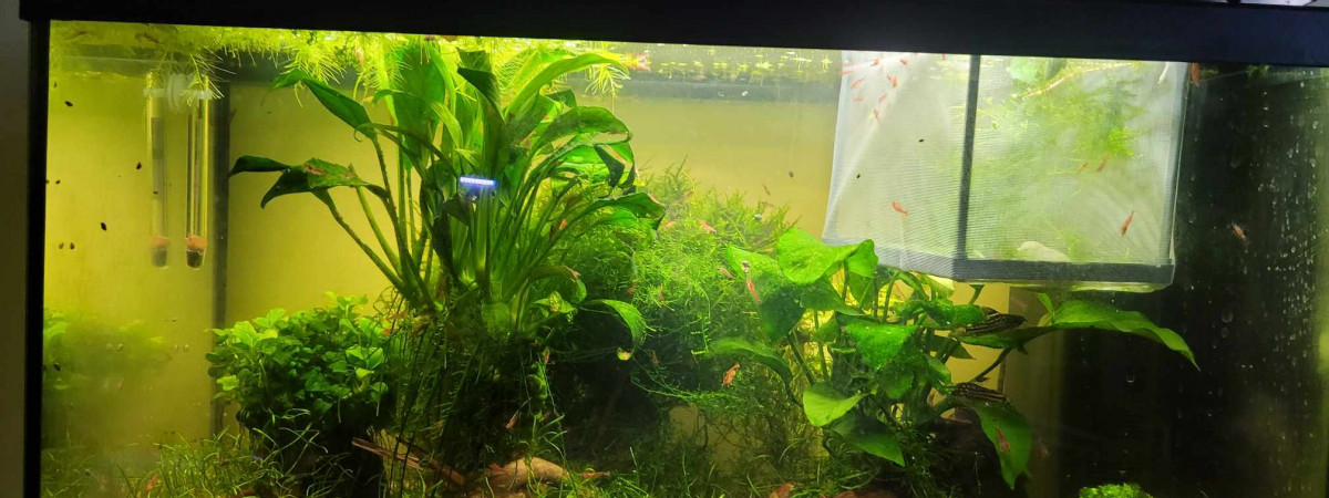 aquarium Aquarium 60l