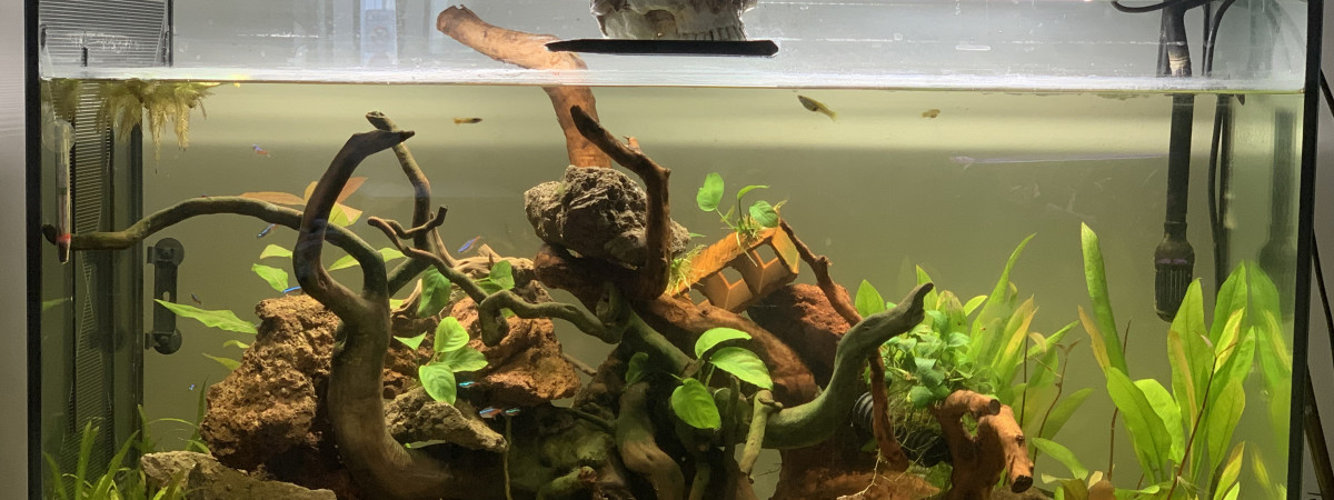 aquarium Steven