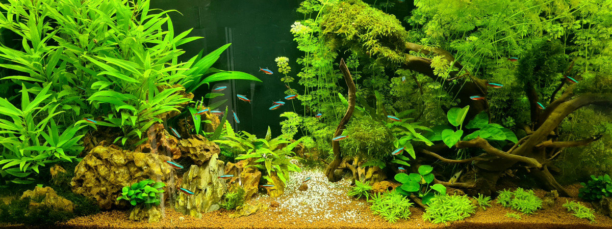 aquarium Premier bac
