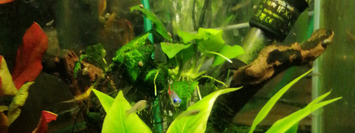 aquarium Guppy1