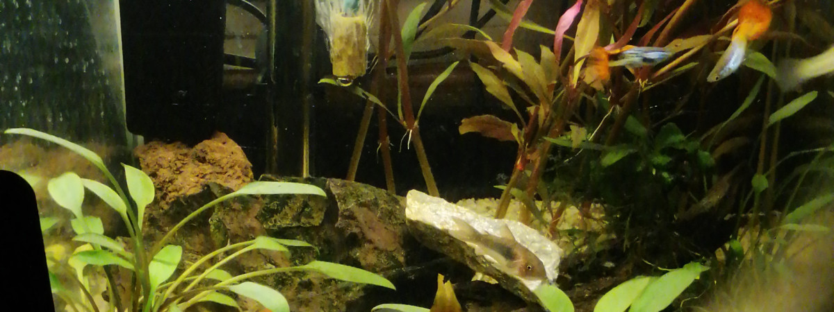 aquarium Guppy2