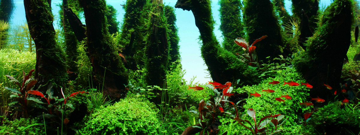 aquarium Forestscape