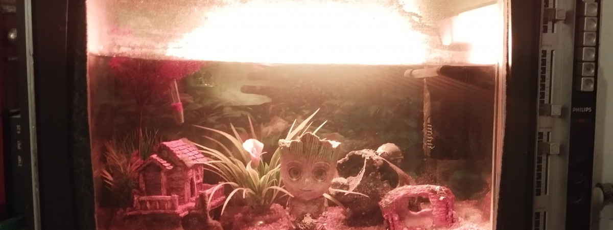 aquarium Ma Télé cathodique