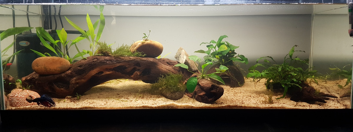 aquarium Principal