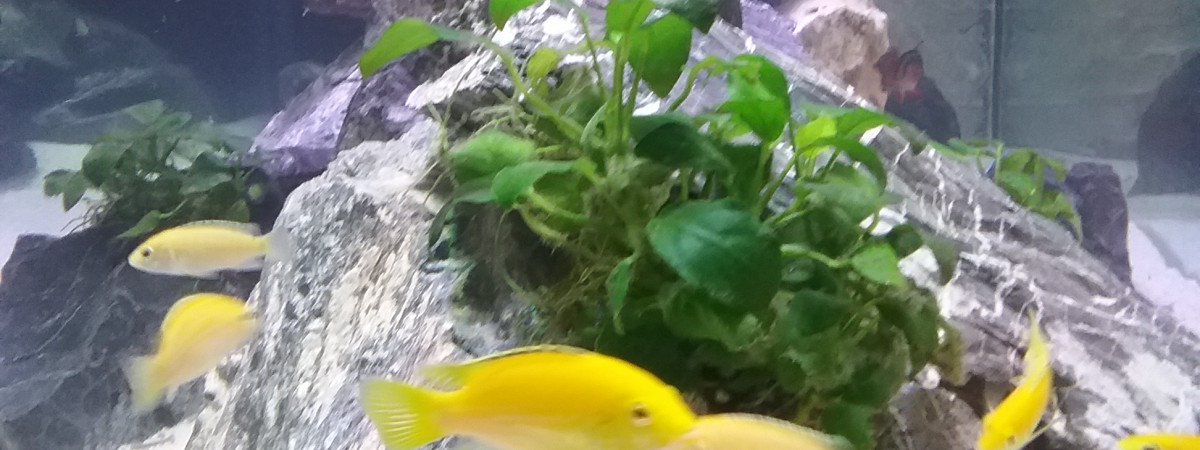 aquarium Cichlyde bac