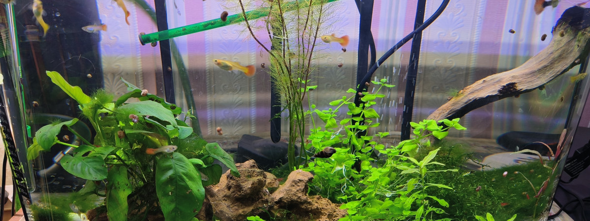 aquarium Red Cherry
