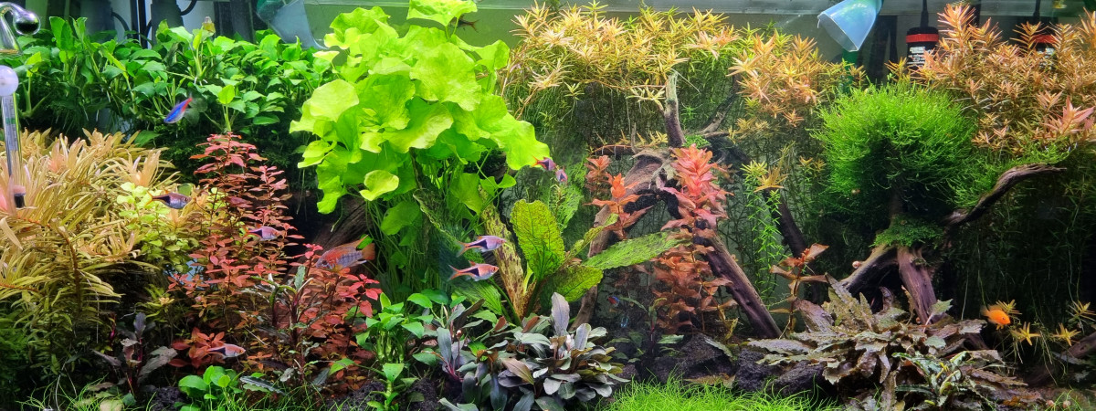 aquarium Eheim proxima 250
