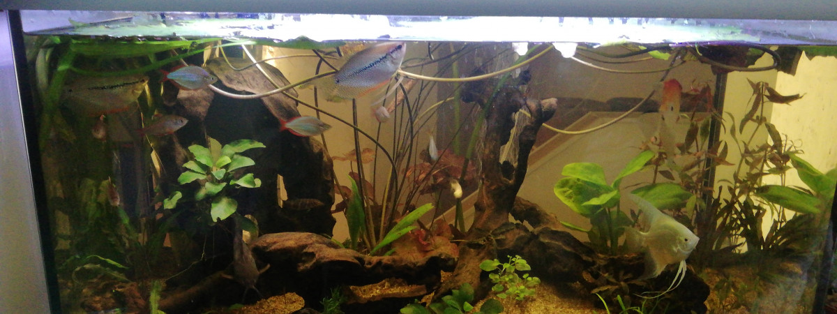 aquarium L  Amazonien