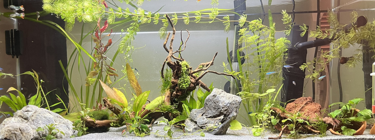 aquarium Aquarium 80