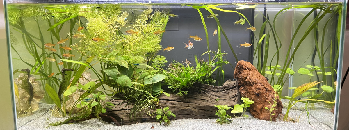 aquarium Aquarium 60