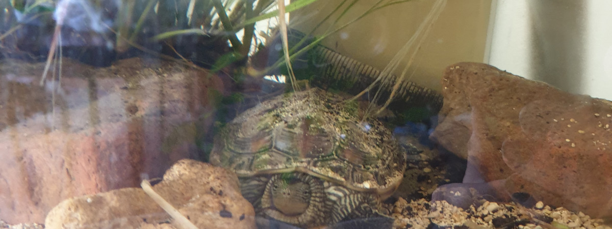 aquarium Chélonarium