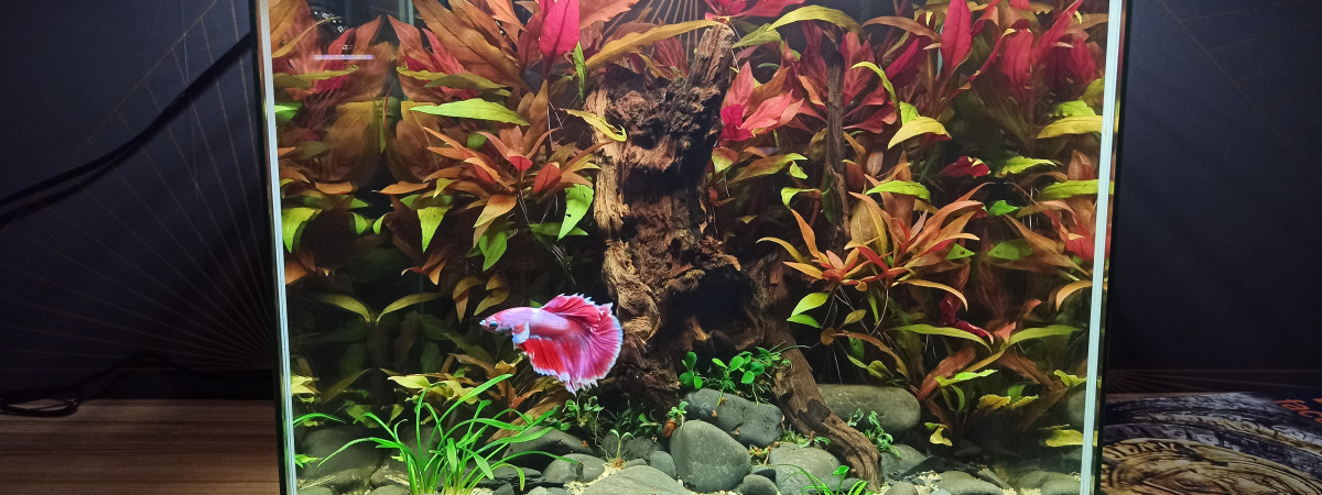 aquarium Betta red forest