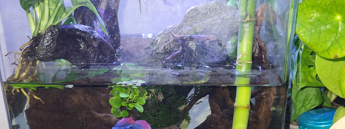 aquarium Betta
