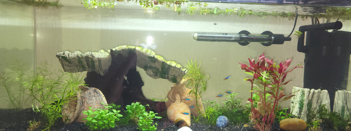 aquarium Aqua
