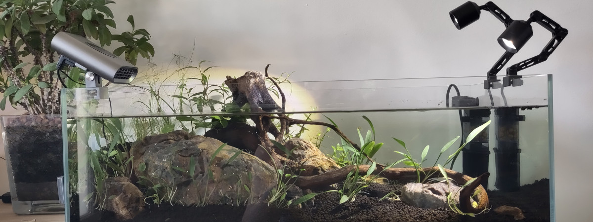 aquarium Shallow crevettes