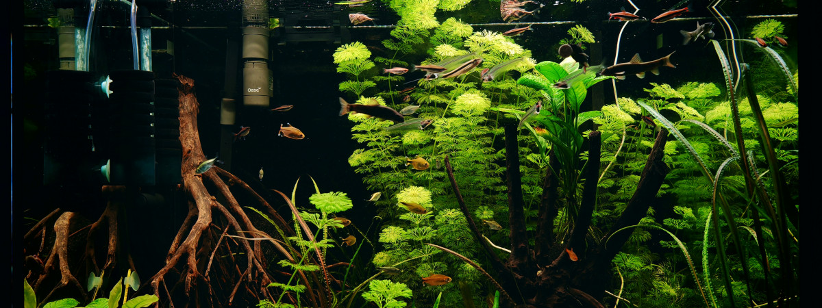 aquarium Eheim Proxima