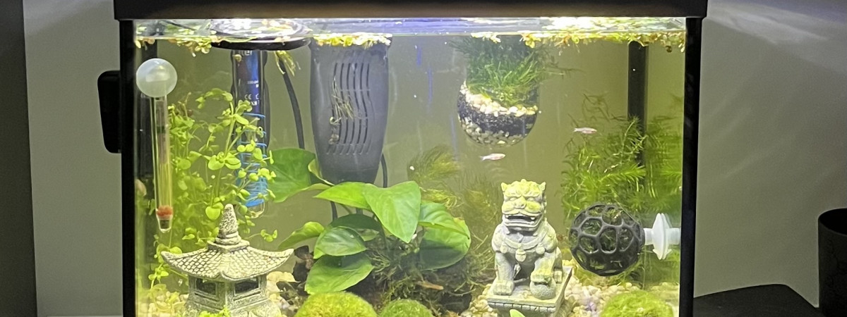 aquarium 1rst