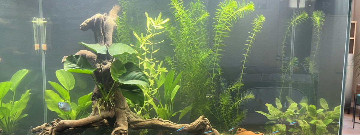 aquarium Salon