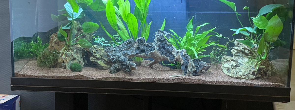 aquarium Aquarium