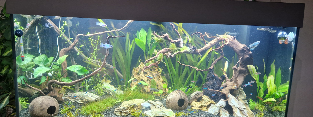 aquarium 180l