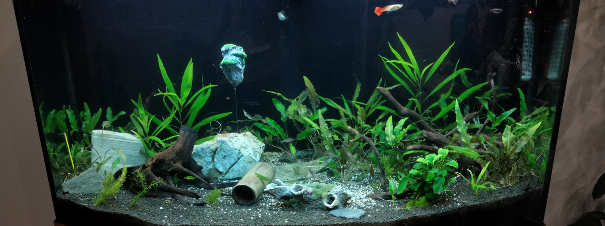 aquarium Tank1